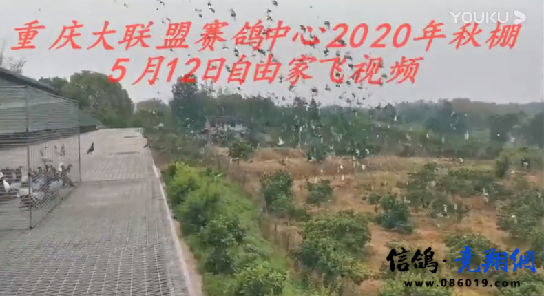  重庆大联盟赛鸽中心2020年秋棚5月12日自由家飞视频