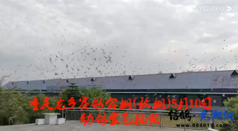 重庆龙乡赛鸽公棚（秋棚）5月10日幼鸽家飞视频